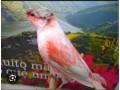 vendo-canarios-arlequin-portuges-small-0