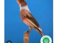 vendo-canarios-arlequin-portuges-small-1