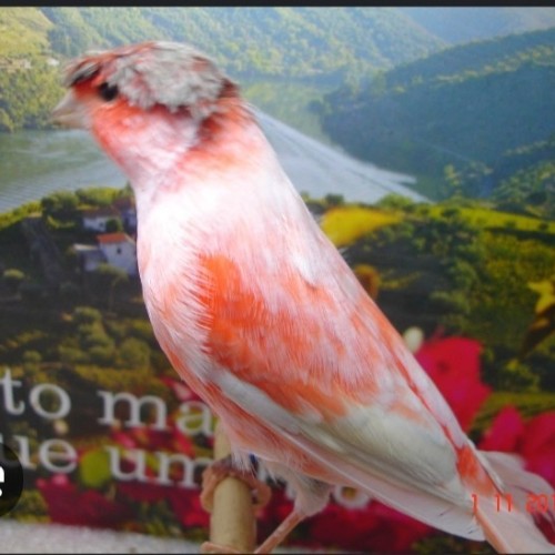 vendo-canarios-arlequin-portuges
