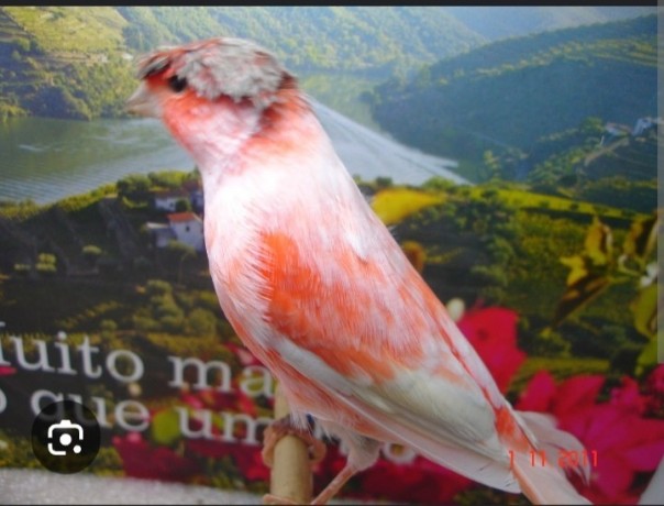 vendo-canarios-arlequin-portuges-big-0