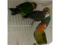 agapornis-small-0