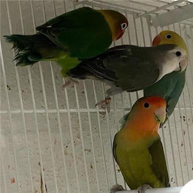 agapornis