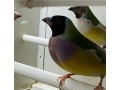 diamantes-de-gould-small-2