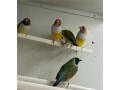 diamantes-de-gould-small-0