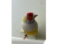 diamantes-de-gould-small-1