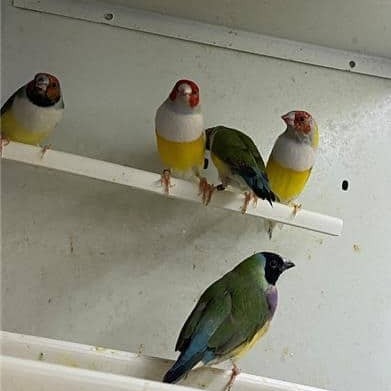 diamantes-de-gould