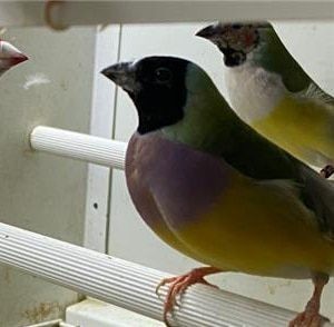 diamantes-de-gould-big-2
