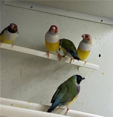 diamantes-de-gould-big-0