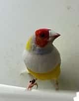 diamantes-de-gould-big-1