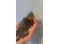 ninfa-papillera-small-0