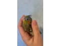 ninfa-papillera-small-1