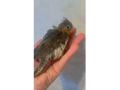 ninfa-papillera-small-2