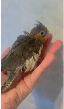 ninfa-papillera-big-2