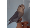 agapornis-roseicollis-azul-violeta-small-0