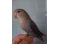 agapornis-roseicollis-azul-violeta-small-1