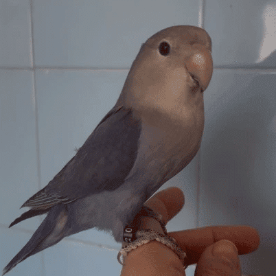 agapornis-roseicollis-azul-violeta