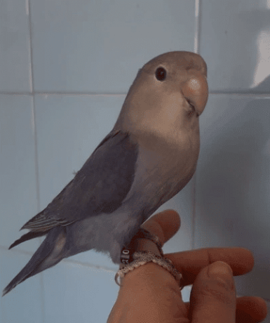 agapornis-roseicollis-azul-violeta-big-0