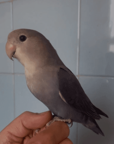 agapornis-roseicollis-azul-violeta-big-1