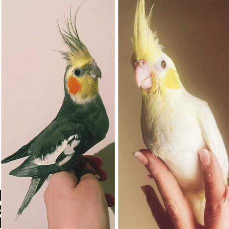 pareja-de-ninfas-papilleras
