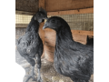 ayam-cemani-small-0
