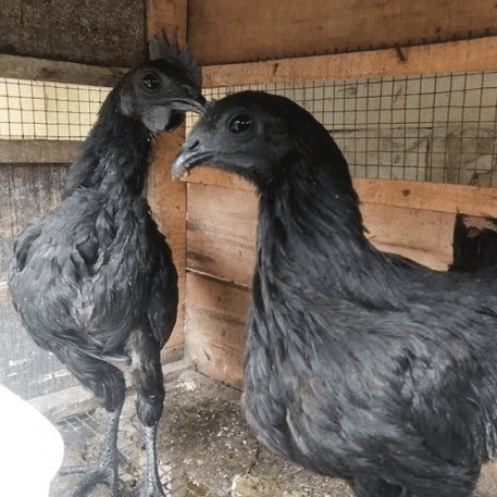 ayam-cemani