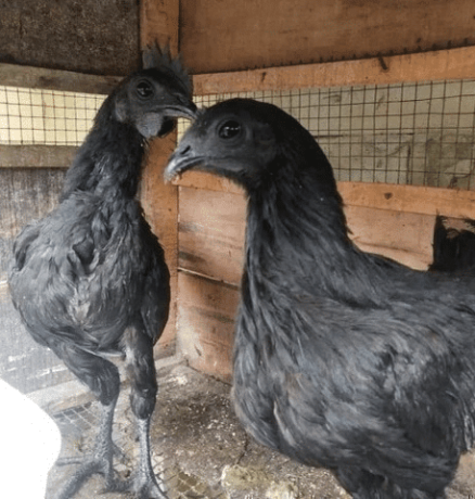 ayam-cemani-big-0