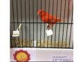 canarios-small-1