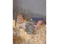 loros-caiques-cabeza-naranja-papilleros-small-1