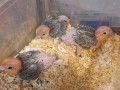 loros-caiques-cabeza-naranja-papilleros-small-0