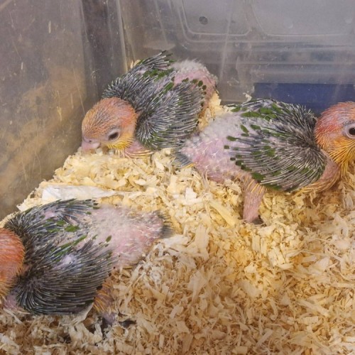 loros-caiques-cabeza-naranja-papilleros