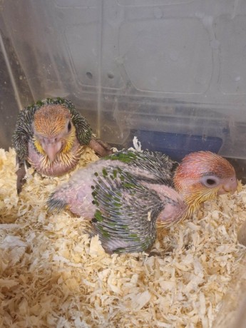 loros-caiques-cabeza-naranja-papilleros-big-1