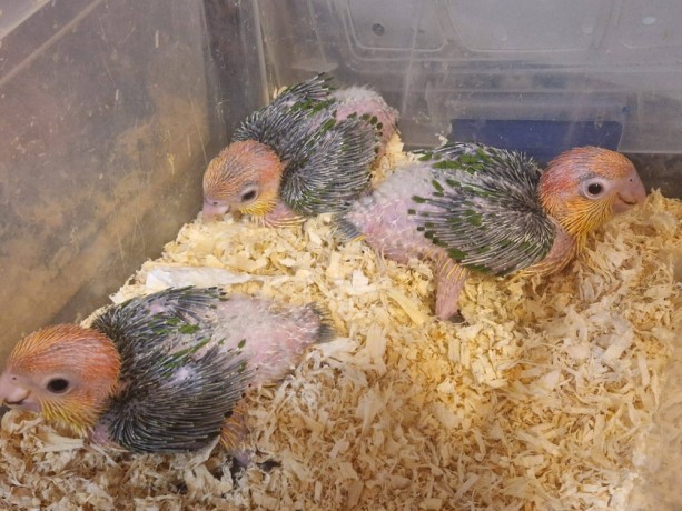 loros-caiques-cabeza-naranja-papilleros-big-0