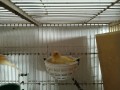isponible-canarios-en-reproduccion-small-0