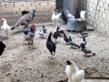 disponible-gallinas-y-gallos-camperos-small-0