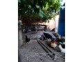 disponible-gallinas-y-gallos-camperos-small-2