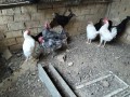 disponible-gallinas-y-gallos-camperos-small-3