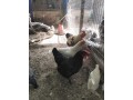 disponible-gallinas-y-gallos-camperos-small-4