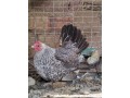 disponible-gallinas-y-gallos-camperos-small-1