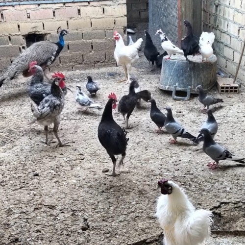 disponible-gallinas-y-gallos-camperos