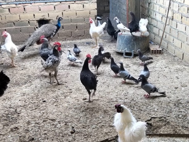 disponible-gallinas-y-gallos-camperos-big-0