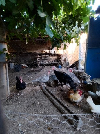 disponible-gallinas-y-gallos-camperos-big-2