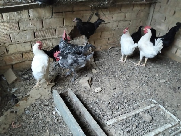 disponible-gallinas-y-gallos-camperos-big-3