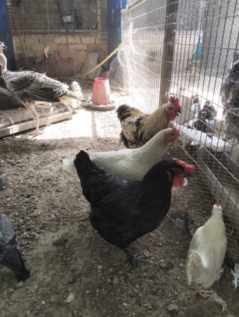 disponible-gallinas-y-gallos-camperos-big-4