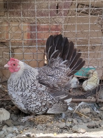 disponible-gallinas-y-gallos-camperos-big-1