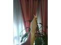 ninfa-papillera-small-1
