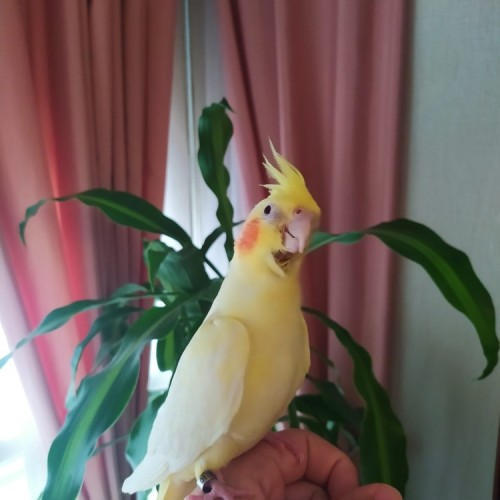 ninfa-papillera