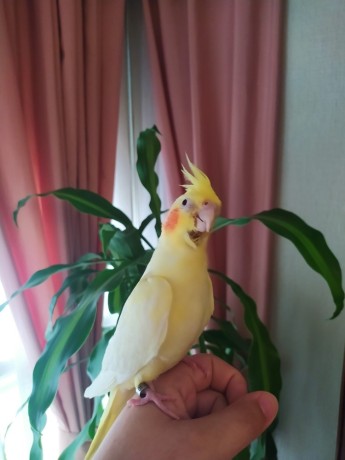 ninfa-papillera-big-0