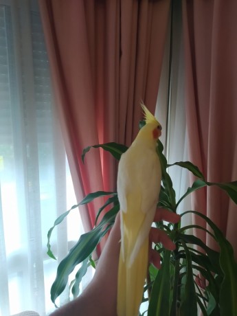 ninfa-papillera-big-1