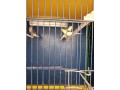 canarias-timbradas-small-0