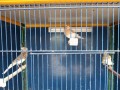 canarias-timbradas-small-1